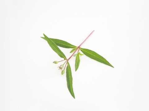 false daisy or eclipta prostrata or bhringraj or yerba de tago with leaf use as ingredient  in hair shampoo, cosmetics and medicinal plant product is a natural extract use for health care concept.