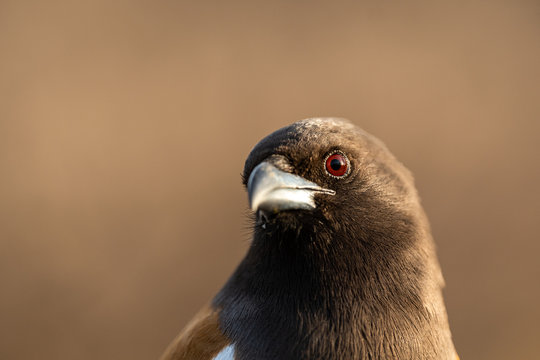 bird eye view sharp focused closeup with details in feathers. Rufous treepie or Dendrocitta vagabunda at ranthambore national park or tiger reserve, rajasthan, india