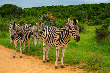 Fototapeta na wymiar Zebra at Addo Elephant National Park