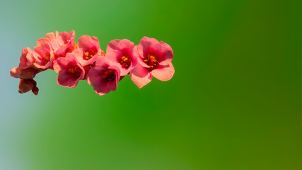 Early flowering bud of a bergenia in the spring season