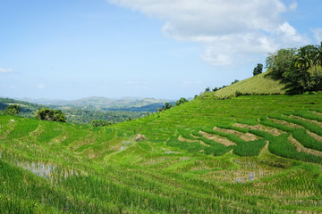 Reisfelder und Natur