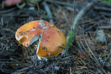 Wild Mushroom