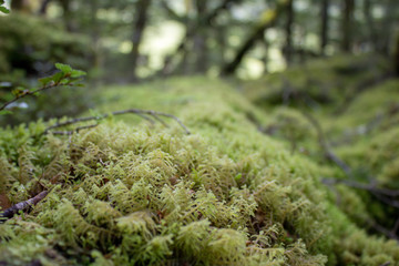 Mossy Forest