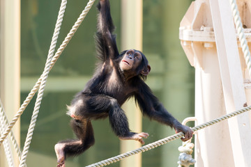 動物園で遊んでいるチンパンジーの赤ちゃん