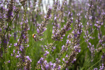 Lavender in New Zealand