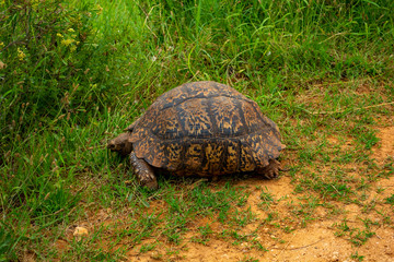 Wild Leopard Tortoise Addo Elephant National Park
