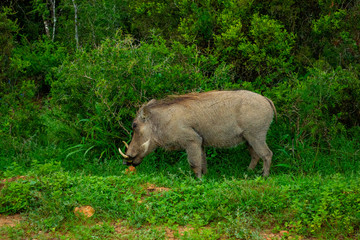 Warthog Foraging At Addo Elephant National Park
