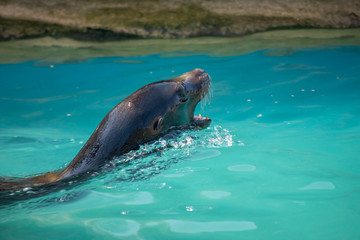 動物園の可愛いカリフォルニアアシカ