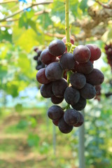 観光農園のぶどう