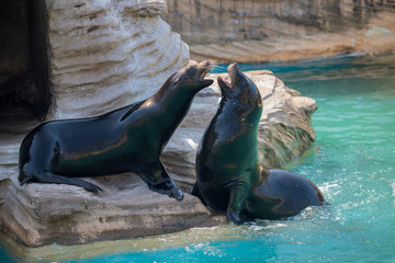 動物園のカリフォルニアアシカ