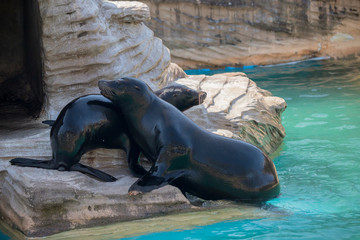 動物園のカリフォルニアアシカ