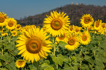 Fototapeta premium sunflowers in the field