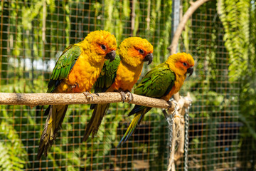 Obraz premium Beautiful parakeet