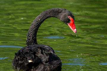 Naklejka premium cisne-negro bebendo água no lago