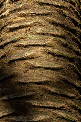 texturas de madeira ou arvores usadas para fazer fundo de edições, recursos graficos