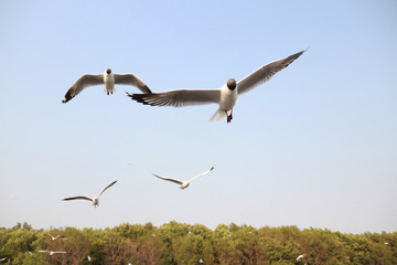 pelicans in flight