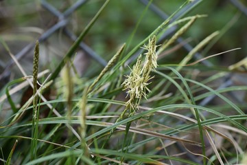 Carex morrowii is an evergreen perennial that grows on rocky and damp slopes in the mountains.
