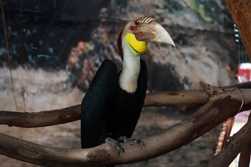  Ivory bird