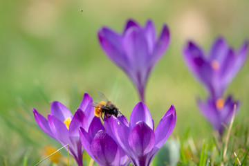 Hummel landet auf Krokus