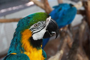 Papier peint photo Perroquet blue and yellow macaw  © cdcd