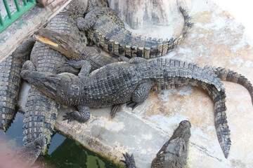 crocodile