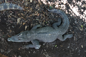 crocodile