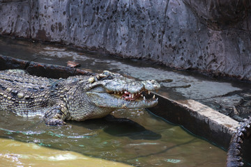 crocodile in water