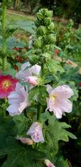  Hollyhocks flower in a garden.