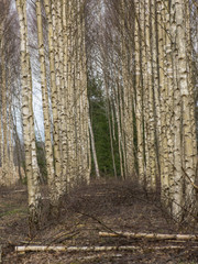 landscape with fragments of birch trunks on a blurred background