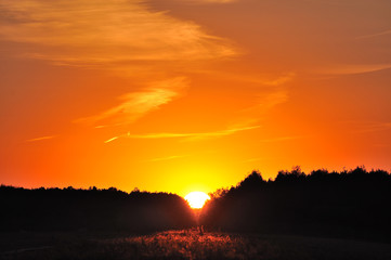 Nature. Scenery. Evening. The last rays of the setting sun in a forest clearing. All in black orangery