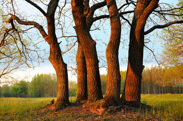 Nature. Scenery. Autumn. Five oaks lit by the last rays of the setting sun