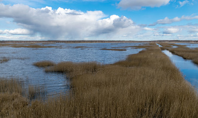 view from tower to bog lake, many reeds