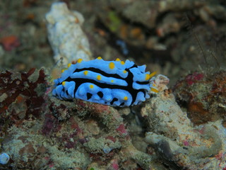 The amazing and mysterious underwater world of Indonesia, North Sulawesi, Manado, sea slug
