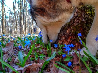 Husky dog sniffs snowdrops in spring forest