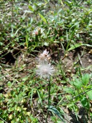 Emilia sonchifolia (lilac tassel flower, Cacalia sonchifolia L.) with natural background