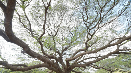 Landscape the big tree in forest