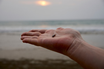 Woman collects mussels at Long Beach Thailand