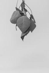 Black and white leaf