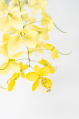 yellow flowers on white background 