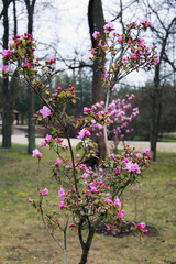 beautiful pink purple tree blossom in the park