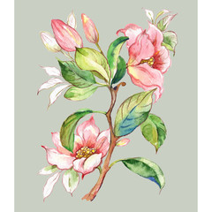 Panele Szklane  Szkic ołówkiem i akwarelą kwitnąca gałązka magnolii z pąkami