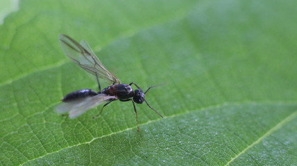 A queen Black Carpenter Ant or Camponotus pennsylvanicus perches on a plant stem.