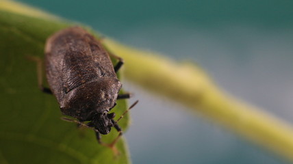 a Stink bug on the leaf. The stink bug is family Pentatomidae. It is found in orchards, gardens, woodlands and crop fields.