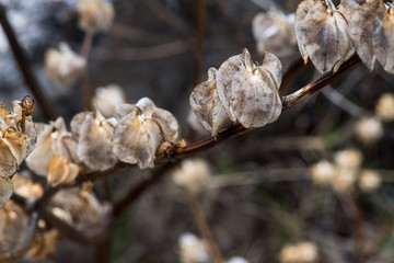 branch of a tree