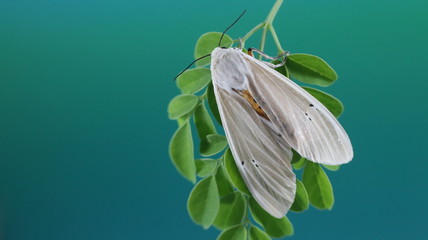 Moth insect on the leaf or Xyleutes strix. This insect is a moth of the family Cossidae.