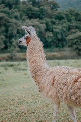 portrait of a lama © henrique