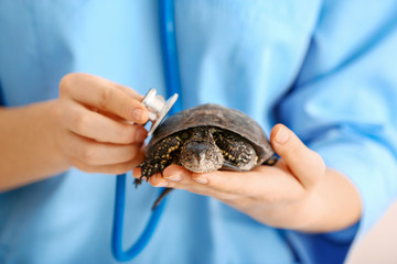 Veterinarian examining cute turtle in clinic, closeup