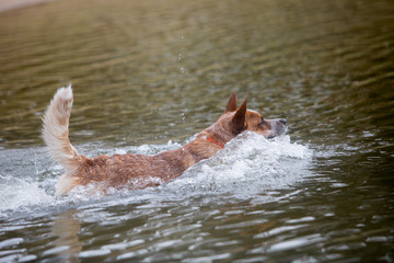 Red Australian Cattle Dog in water