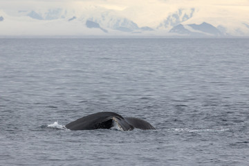 Wal in der Antarktis, Schwanzflosse, Berge und Gletscher im Hintergrund