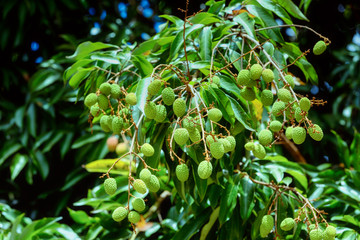 Unripe exotic fruit Lychee on tree, Masoala national park. Madagascar.